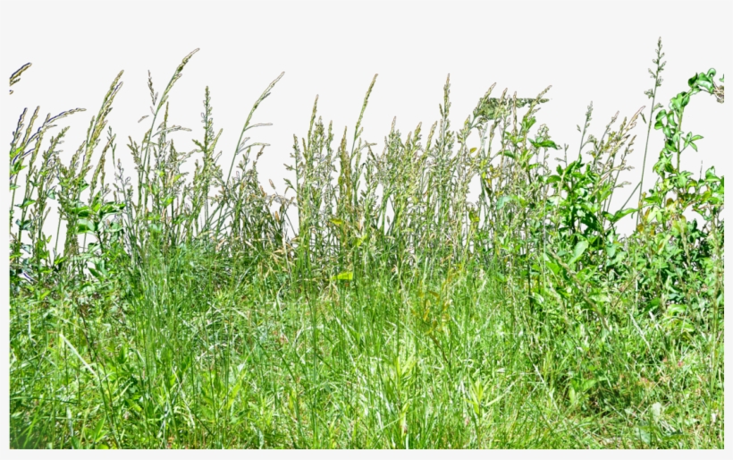 Tall Grass Png - Tall Grass Grass Png, transparent png #738980