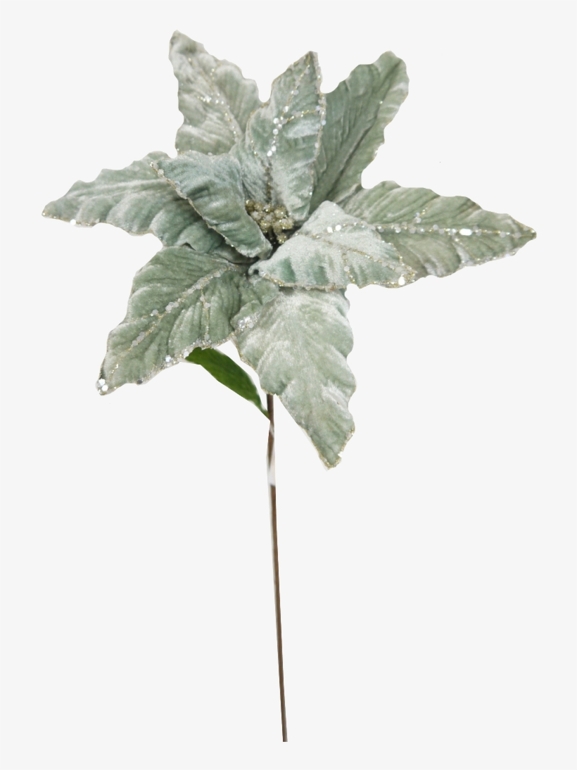 Picks & Stems Translation Missing - Poinsettia Stem, transparent png #739197