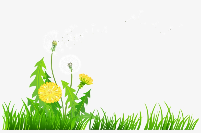 Dandelion Clipart Transparent - Dandelions Clip Art, transparent png #739875