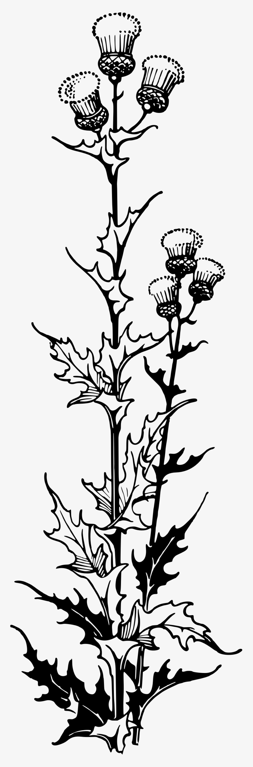 This Free Icons Png Design Of Thistle 2, transparent png #7300811