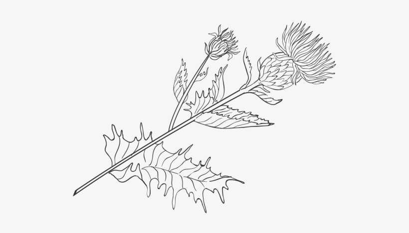 Thistle Png, transparent png #7301178