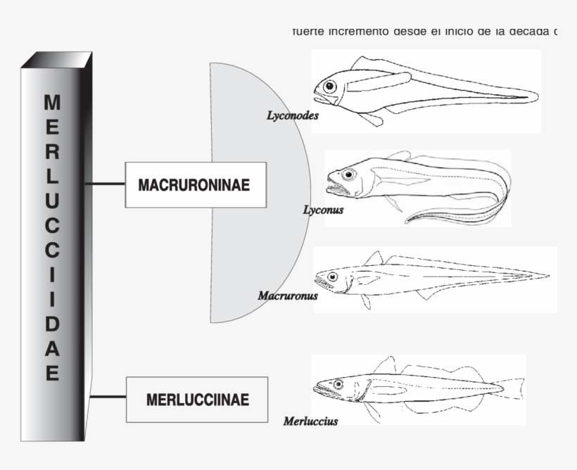 Clasificación De La Familia Merlucciidae, transparent png #7302207