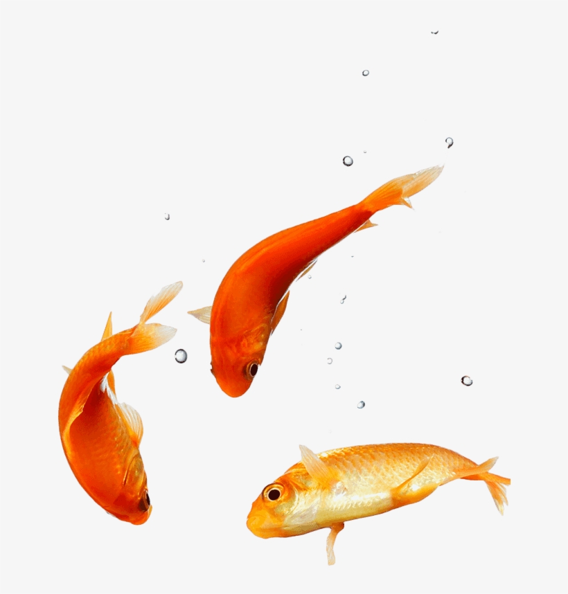 Peixe Aquario Png, transparent png #7302847