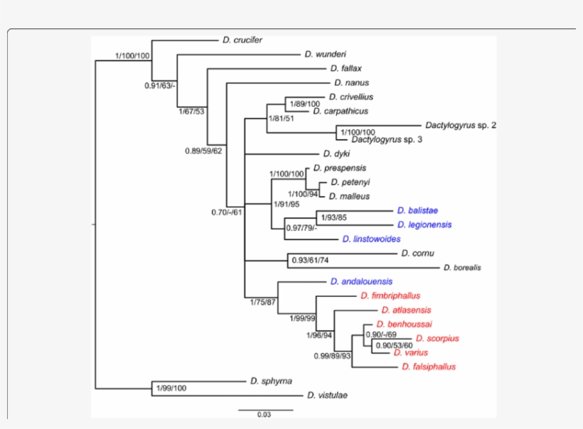 Phylogenetic Tree Of Dactylogyrus Species Belonging, transparent png #7303160