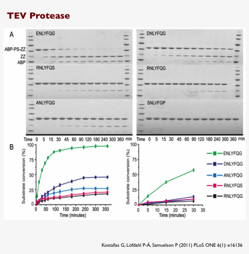 Everything You Need To Know About Cleavage Enzymes, transparent png #7311327