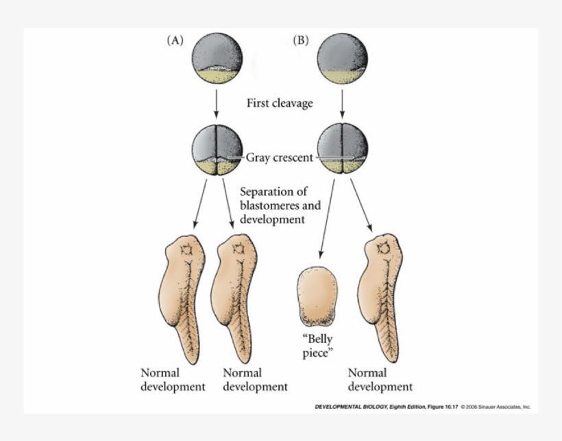 2 First Cleavage Gray Crescent Separation Of Blastomeres, transparent png #7311507
