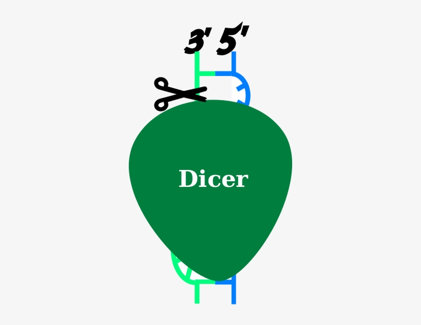Shorten Of The Dsrna With Non-complementary Strands, transparent png #7312422