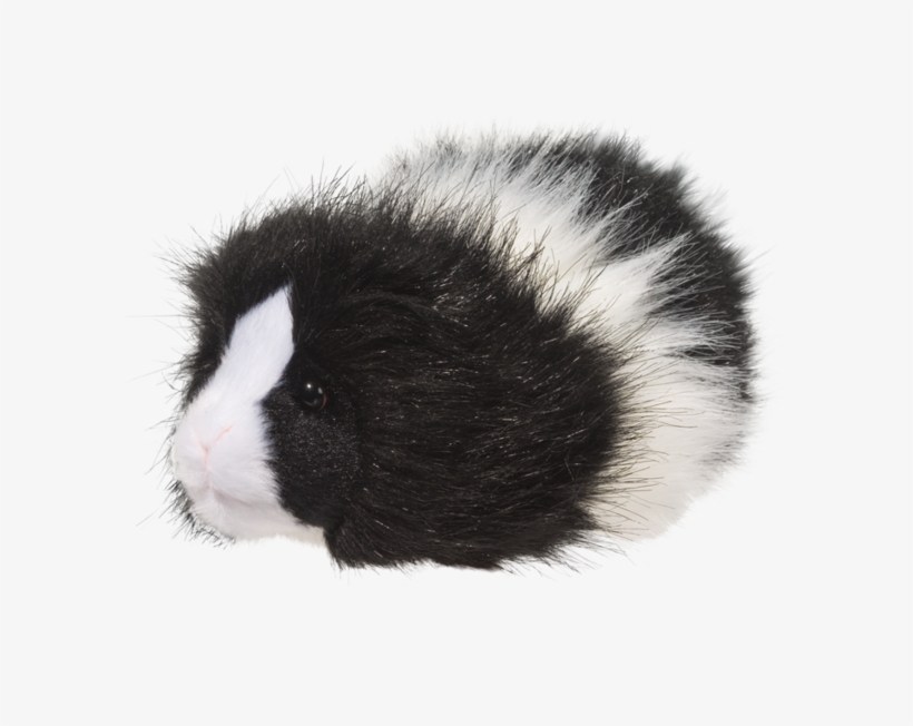 Douglas Angora Guinea Pig, transparent png #7314481
