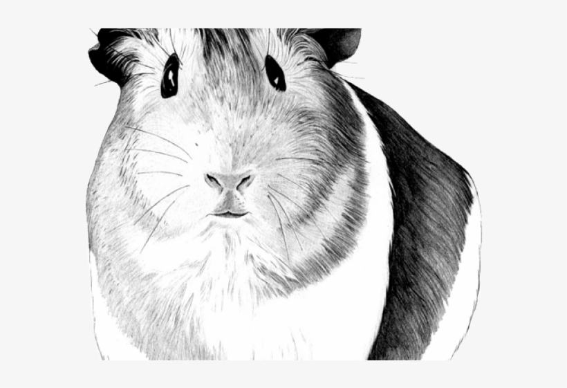 Guinea Pig Png, transparent png #7314549