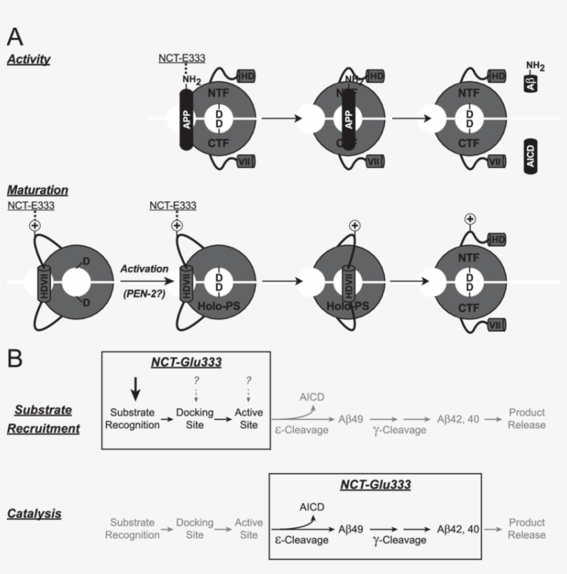 Model For The Dual Role Of Glu 333 Of Nct In Both Secretase, transparent png #7319440