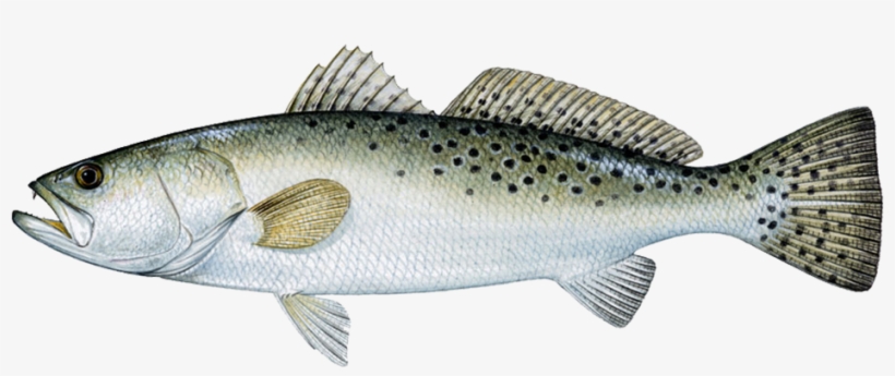 Speckled Trout, transparent png #7329642