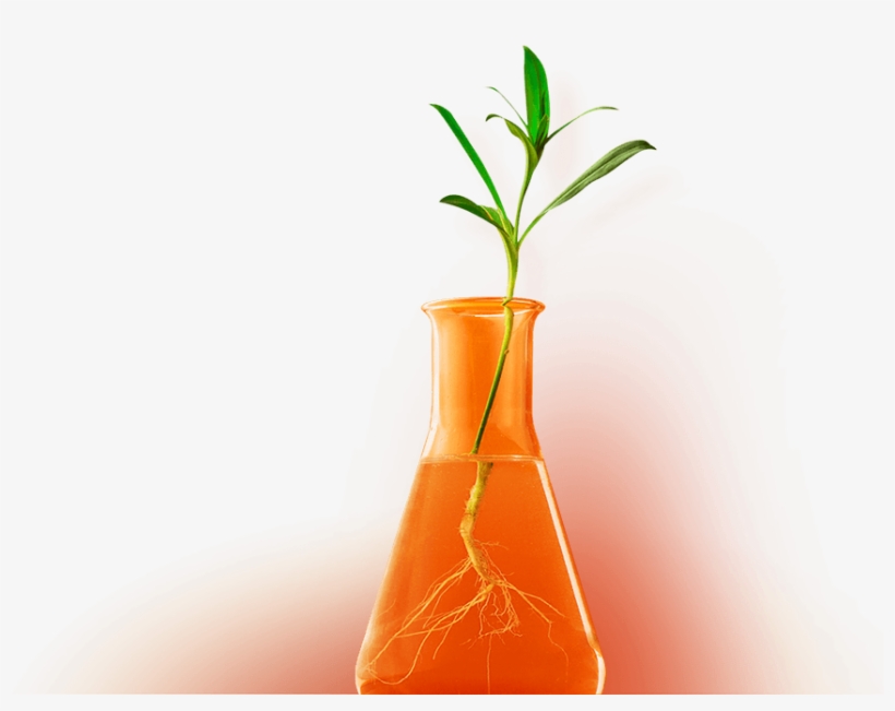Plant In A Test Tube To Represent Growth Through Marketing, transparent png #7338818