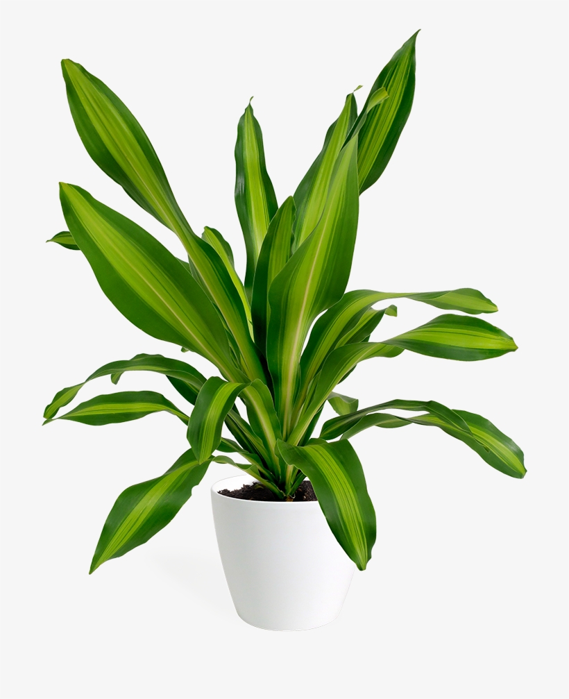 Giganta Png, transparent png #7339462