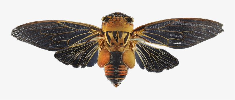 Double Drummer Cicada Transparent, transparent png #7340875