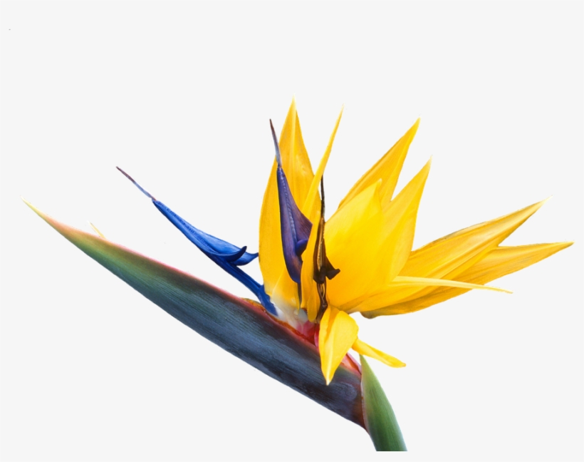 Caudata, Flower, Bird Of Paradise Flower, Strelitzia, transparent png #7344631