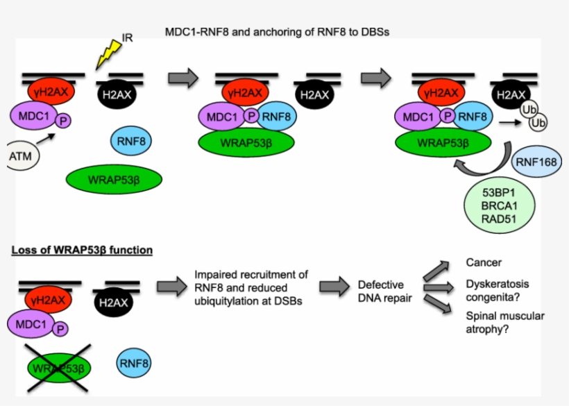 Schematic Model Of Wrap53b Function In The Ddr Pathway, transparent png #7346765