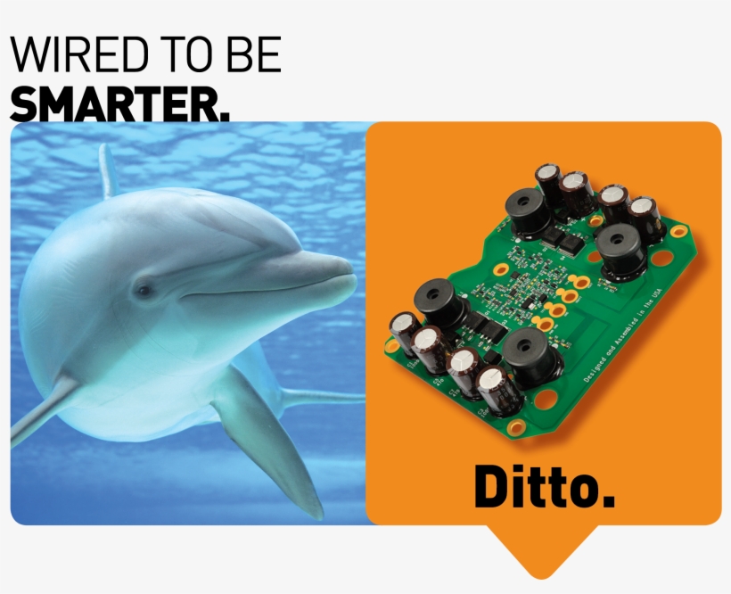 Dolphins Are Considered To Be One Of The Most Intelligent, transparent png #7348977