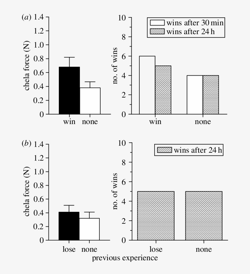 Winning A Previous Fight Did Not Lead To Increased, transparent png #7350199