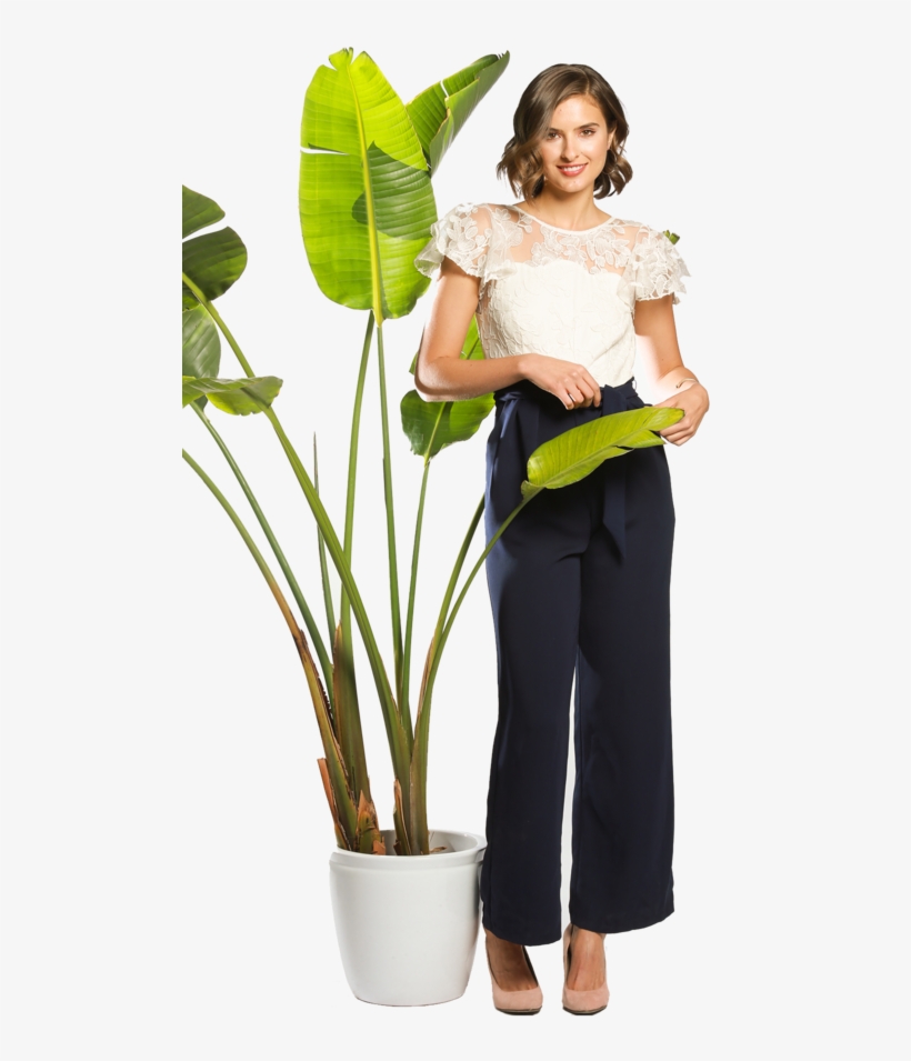 White Willow, transparent png #7351981