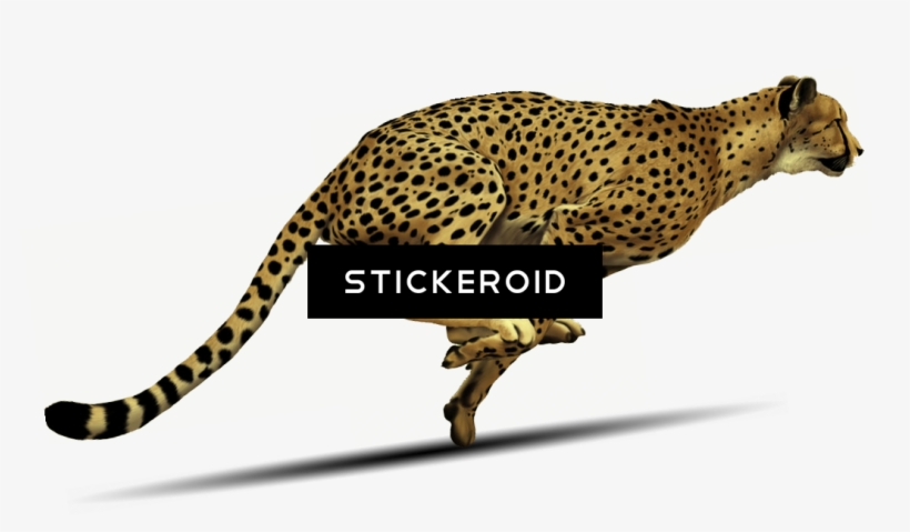 Cheetah, transparent png #7353789