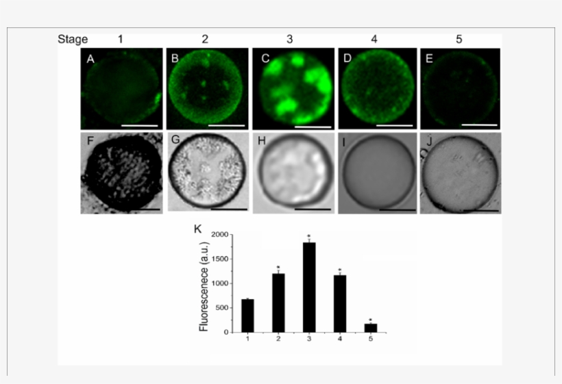 Changes In Sphingolipid Content In Live Protoplasts, transparent png #7358412
