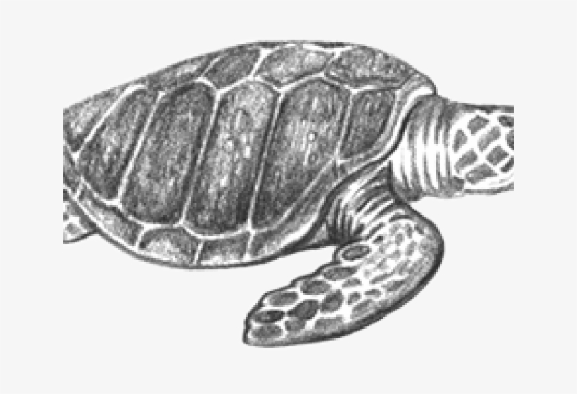 Ridley Png, transparent png #7360234