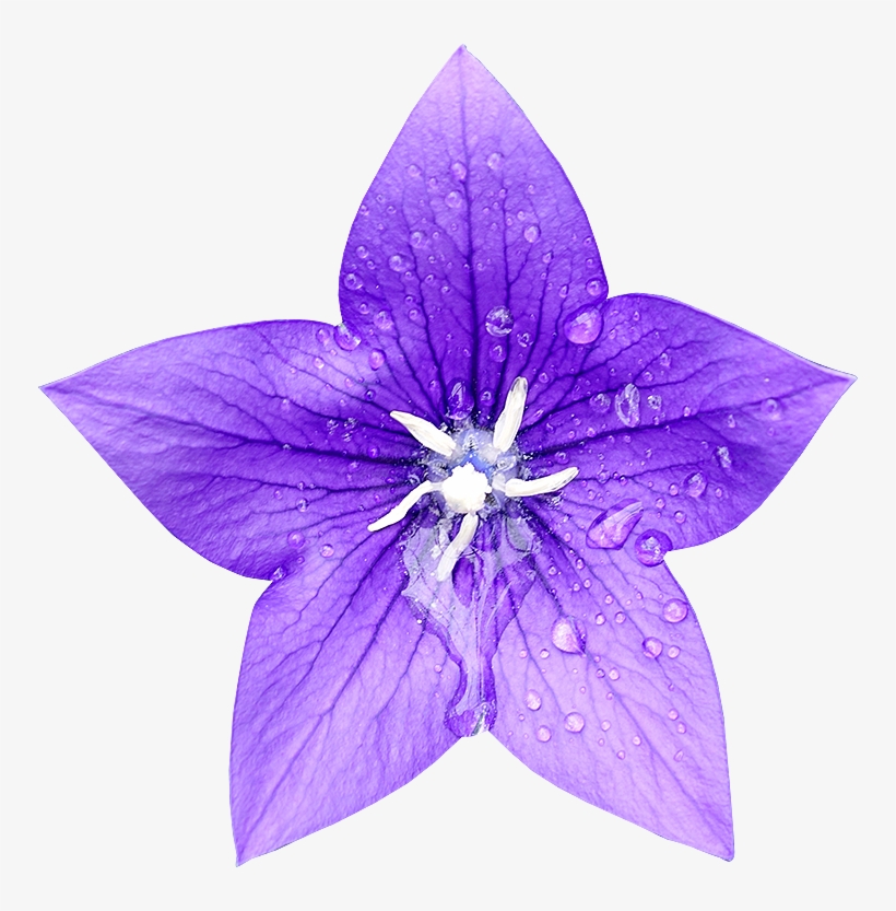Fleur Detouree Platy, transparent png #7363071