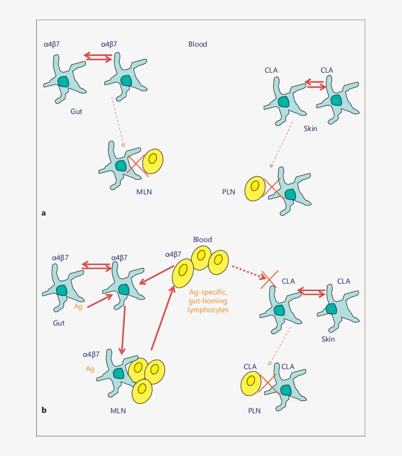 Dc/t Cell Circuitry, transparent png #7363418