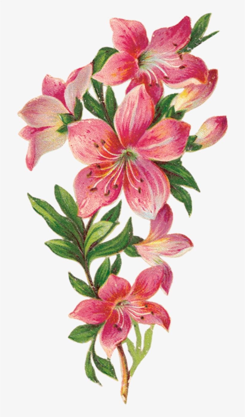 0 70a22 A8895548 Orig-jpg, transparent png #7363668