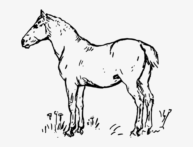 Dibujos De Caballos, transparent png #7368093