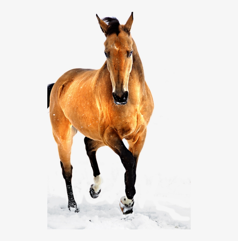 Graceful Fotografía De Caballos, Caballos Salvajes,, transparent png #7368537