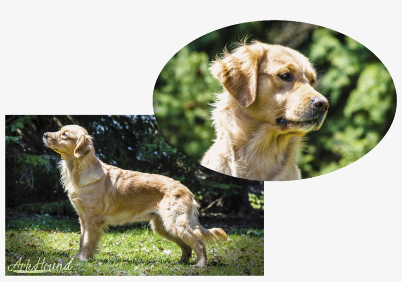 Chloey's Parents, transparent png #7370140