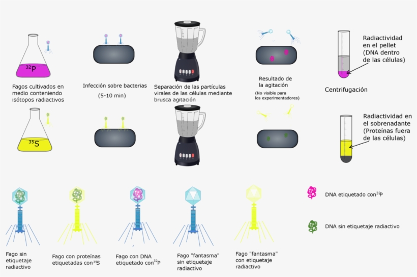 File - Hersheychase, transparent png #7371055