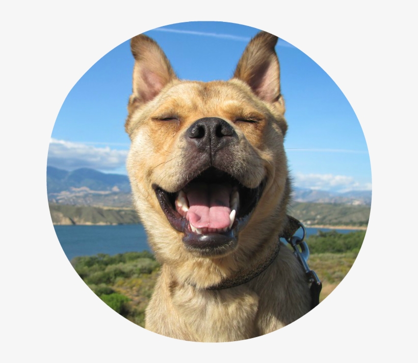 Bodie-grin, transparent png #7372976