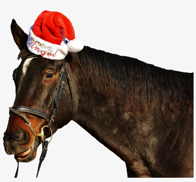Horse Laugh Grin, transparent png #7373540