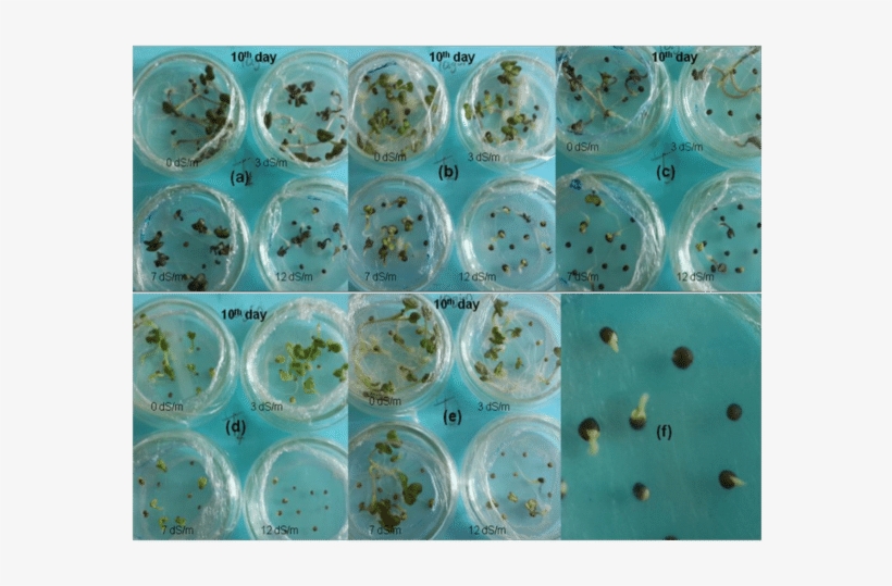 Differences In The Emergence Rates Of The Cultivars, transparent png #7380667