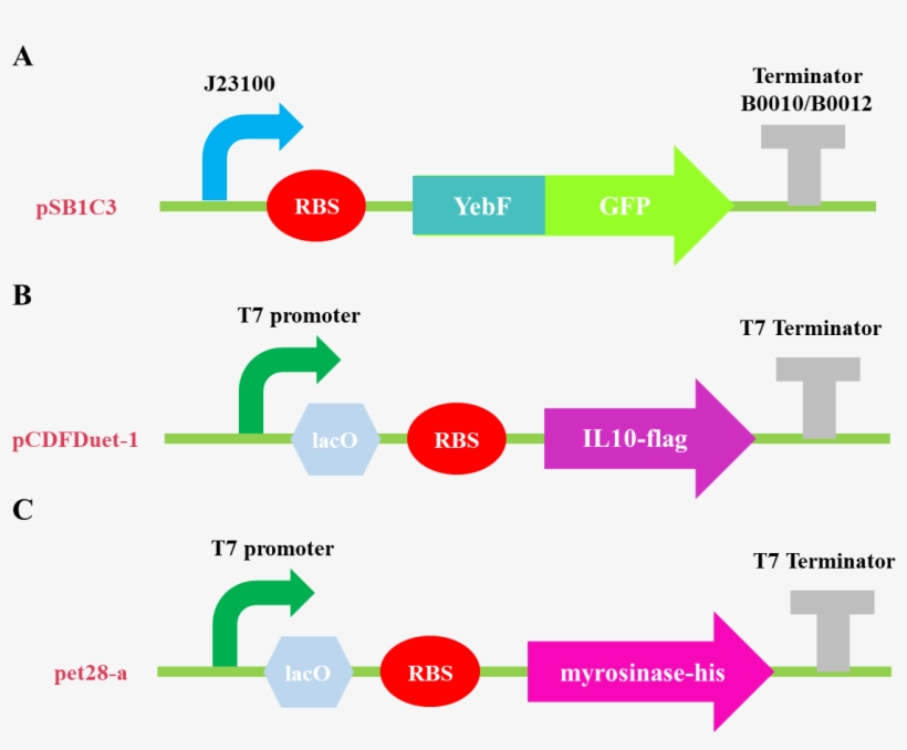 T Neu China A Results 5, transparent png #7381249