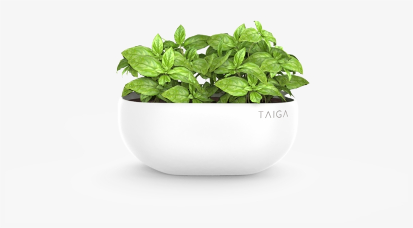 Basil Pot, transparent png #7387434