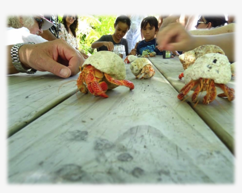 Crabs, transparent png #7389818