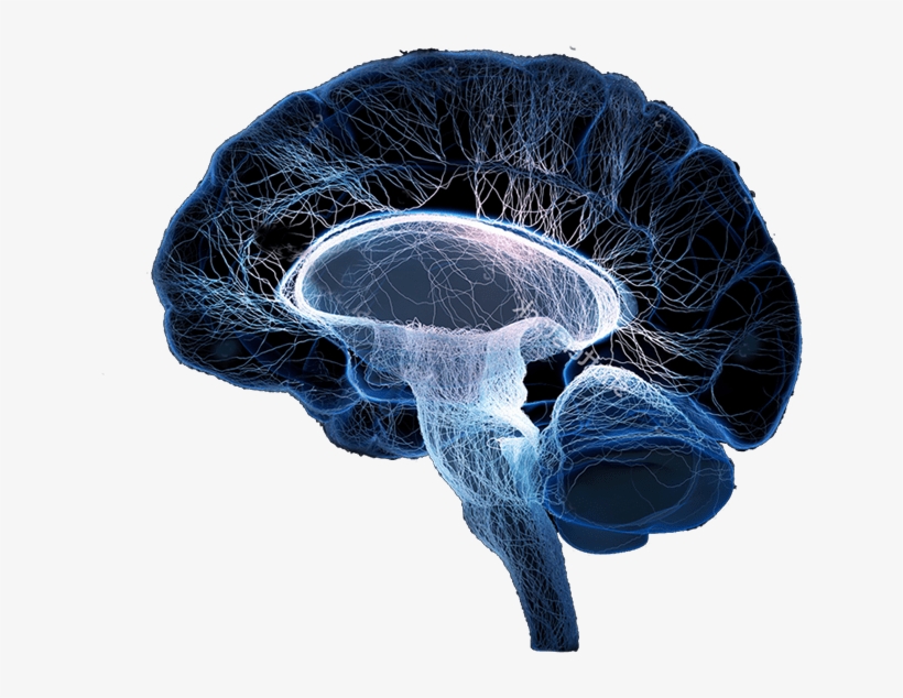 Cerebro, transparent png #7390652