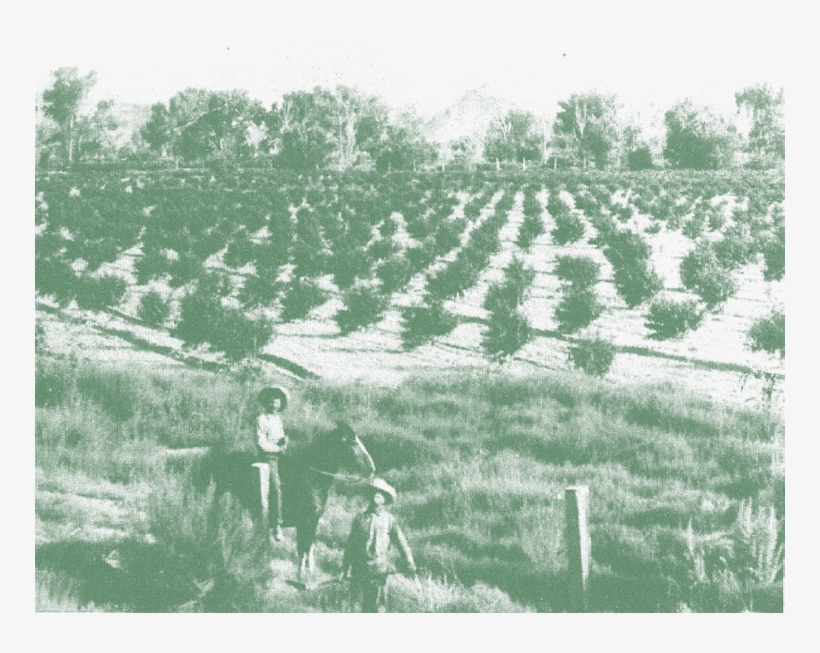 An Elgin Peach Orchard Before The 1919 Freeze, transparent png #7392443