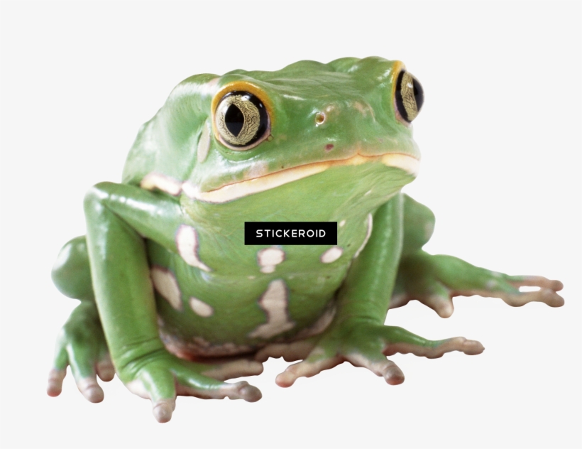 Frog, transparent png #7393708