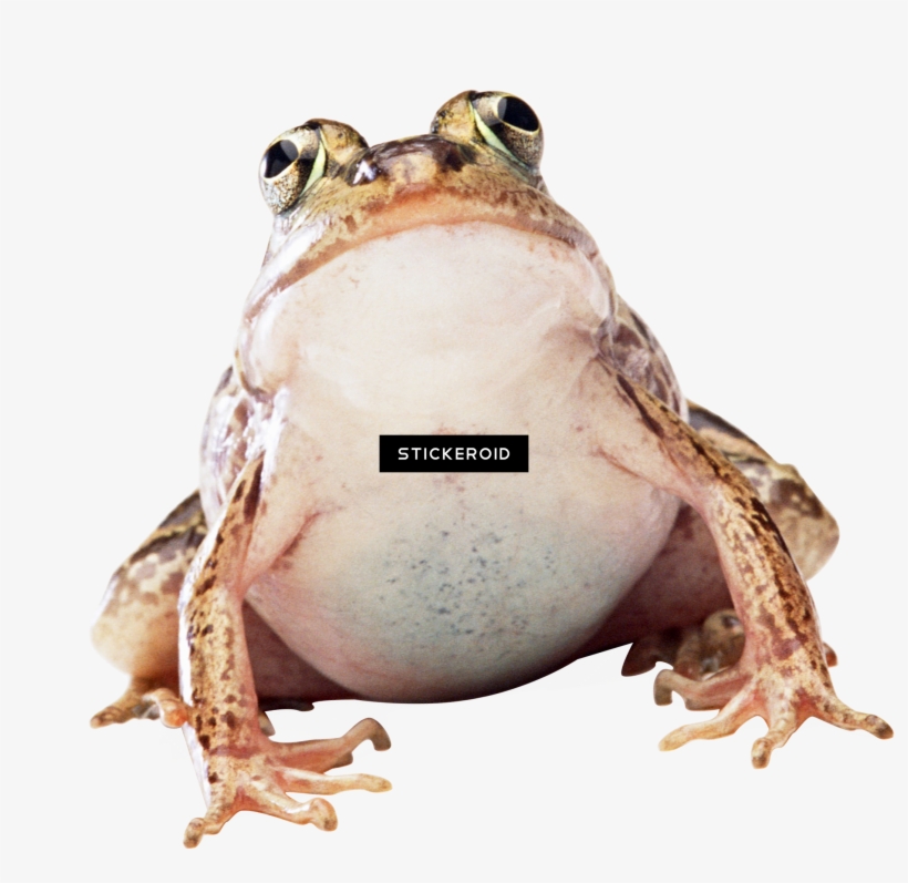 Green Frog, transparent png #7394109