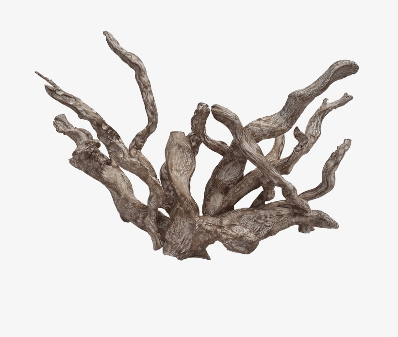 Coral, transparent png #7395248