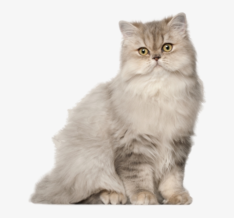 Cahorro Sentado Elefante Baby Em Png Gato Em Png, transparent png #7397488