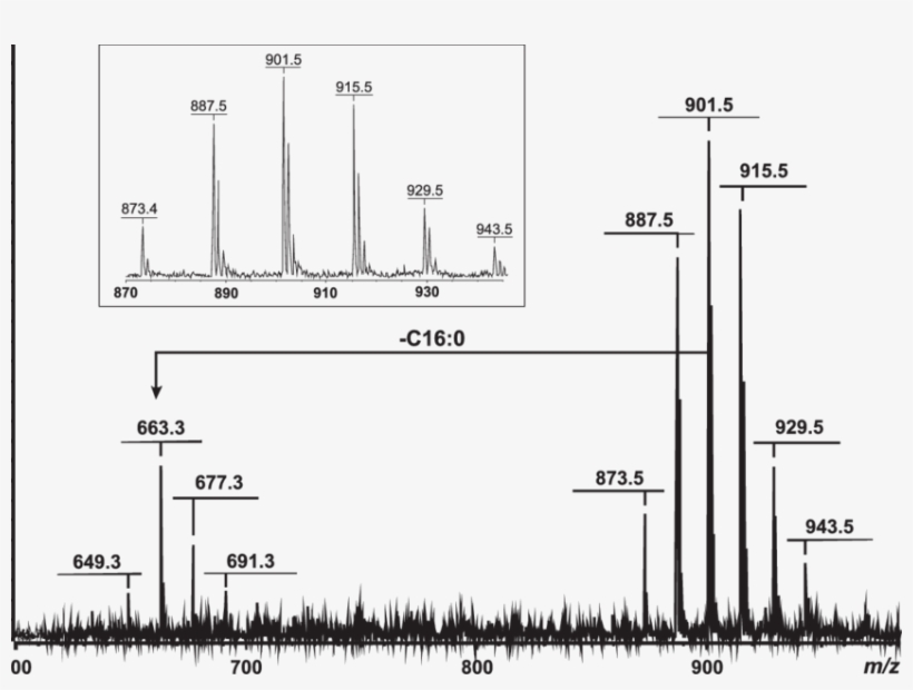 Positive Ion Maldi Tof Mass Spectrum Of The Isolated, transparent png #7399197
