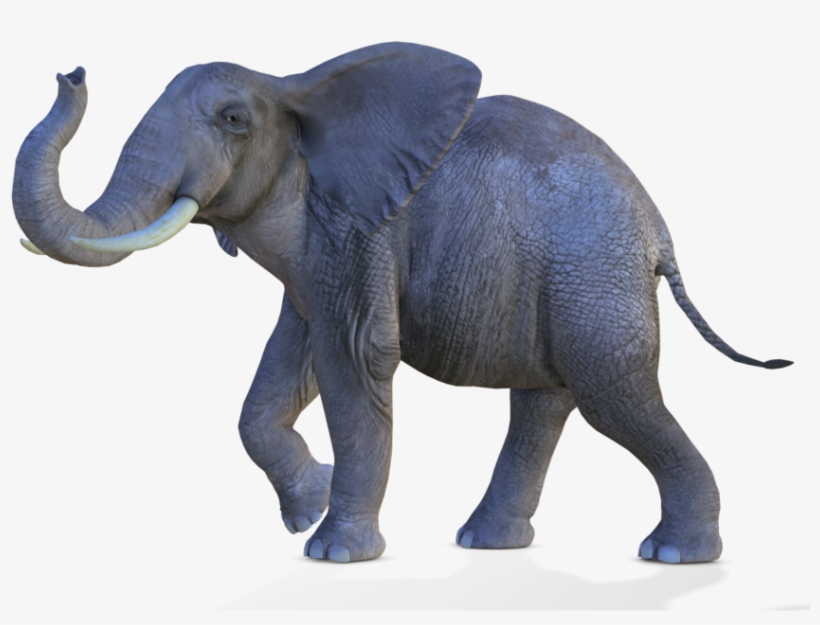 African Elephant Png - Elephant Picsart Background Png, transparent png #744220