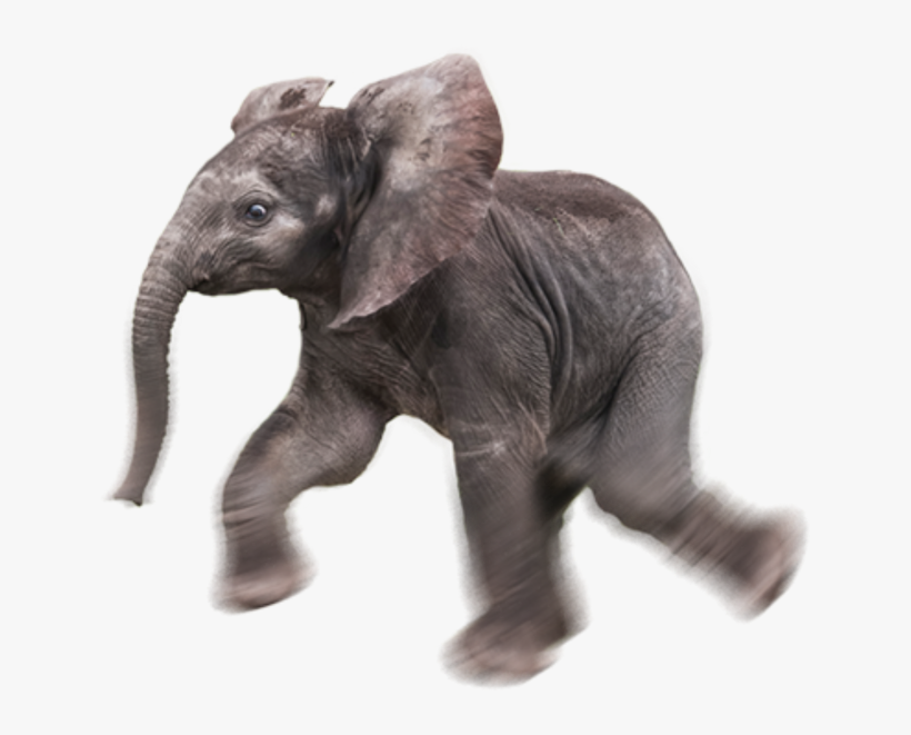 Baby Elephant Transparent Background, transparent png #744292