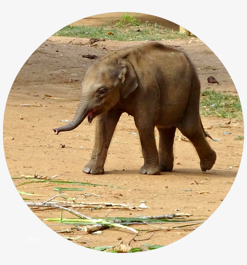 Baby Elephants - “, transparent png #744682