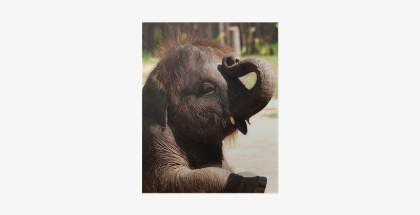 Baby Elephant, transparent png #745279